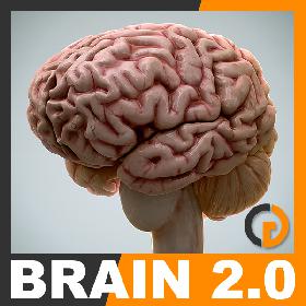 Human Brain 2.0 - Anatomy
